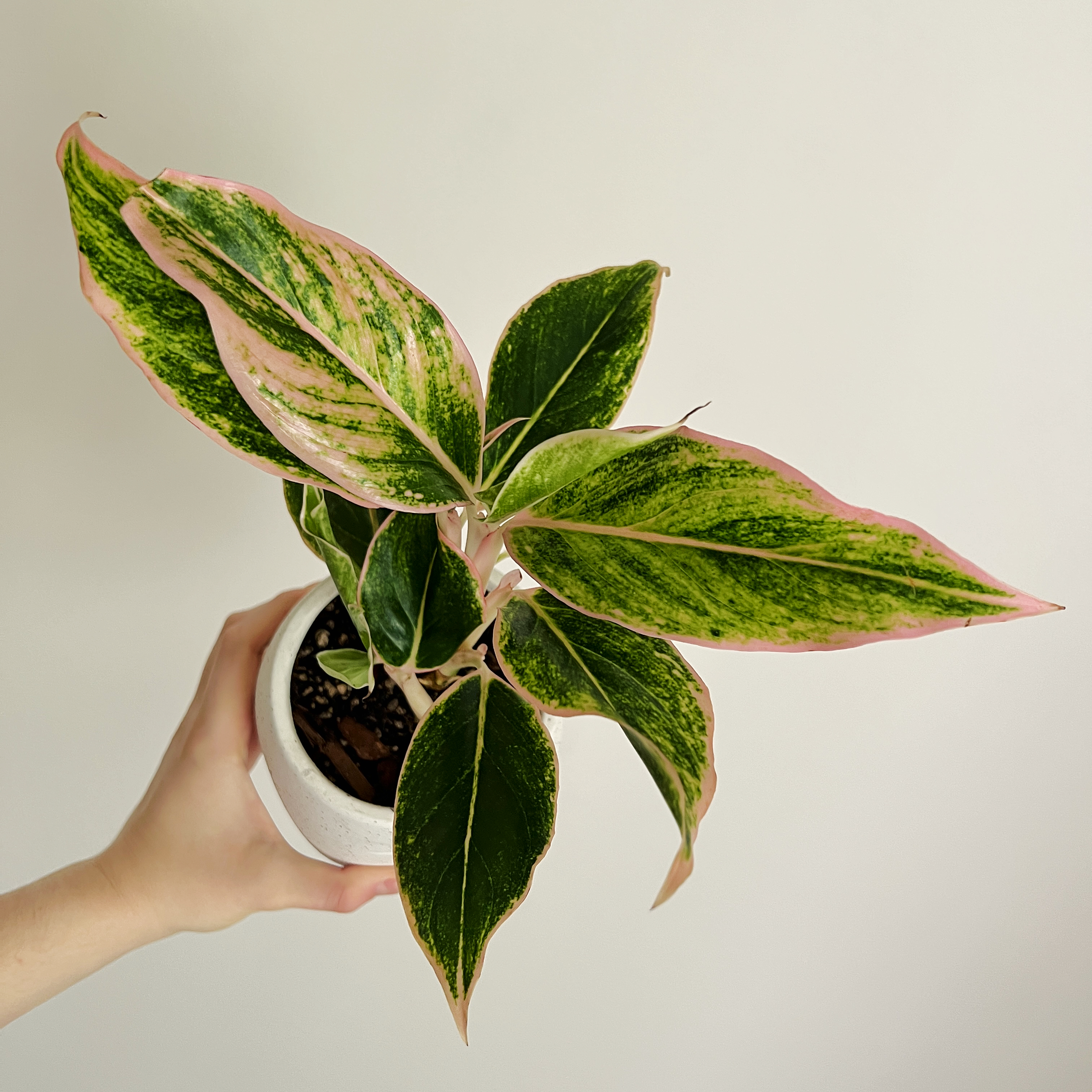 Aglaonema 'Sparkling Sarah' plant with variegated green and pink leaves held in a white pot.