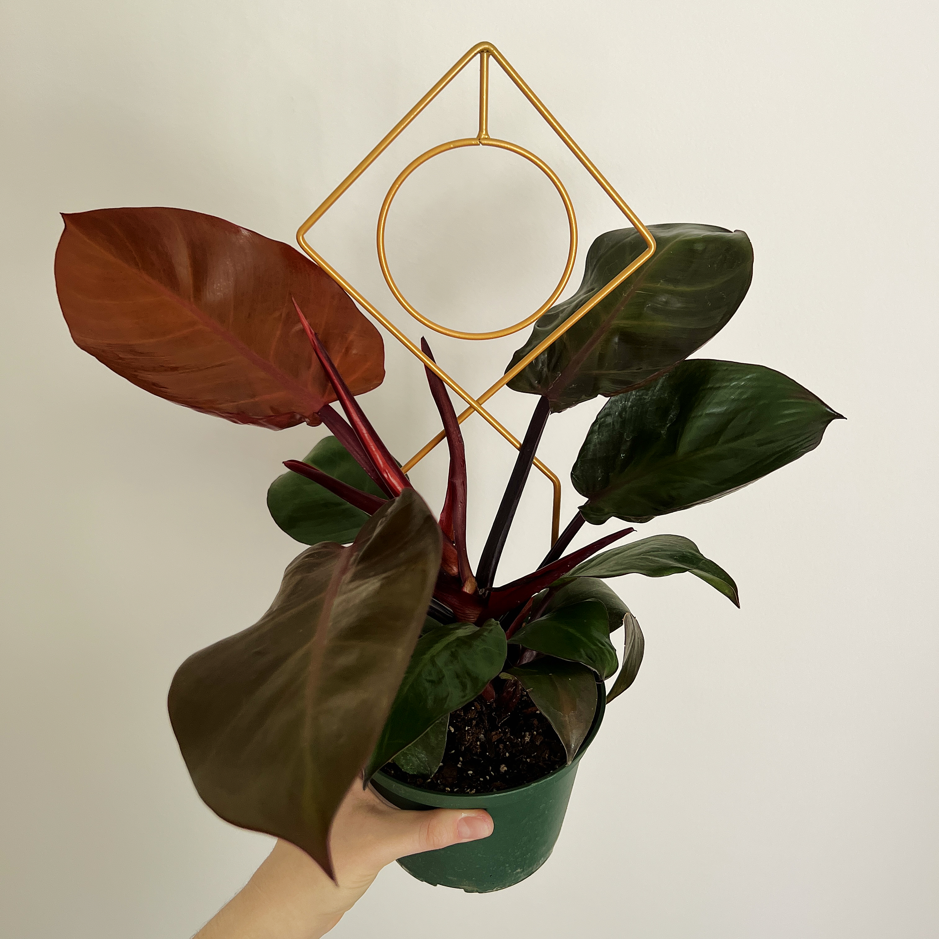McColley's Finale plant with vibrant leaves, held by a hand, in a green pot.