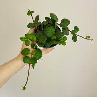 Peperomia 'Hope' plant in Chesterfield, Virginia