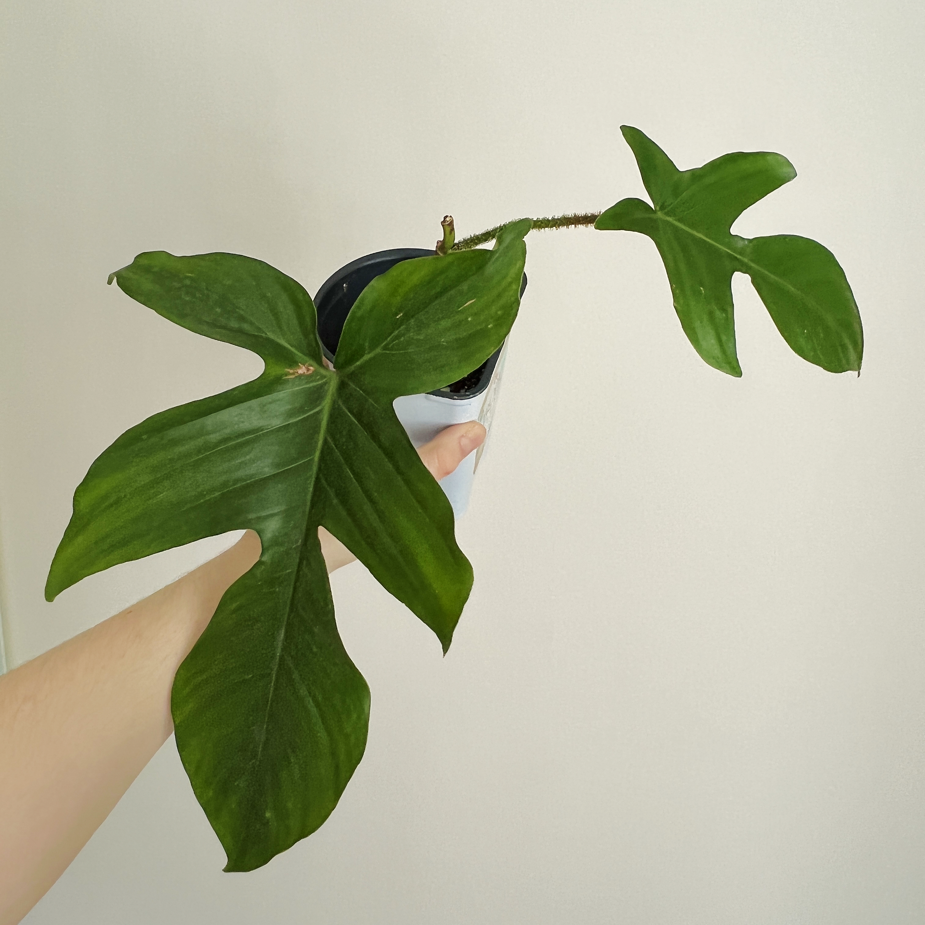 Hairy Philodendron plant with large green leaves held by a hand.