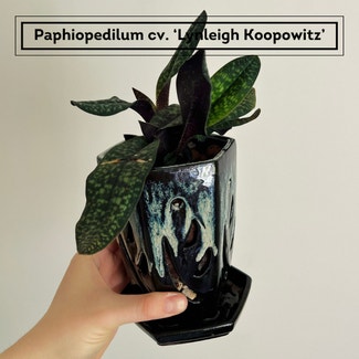 Lynleigh Koopowitz Slipper Orchid plant in Chesterfield, Virginia