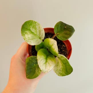 African Violet plant in Chesterfield, Virginia