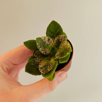 African Violet plant in Chesterfield, Virginia