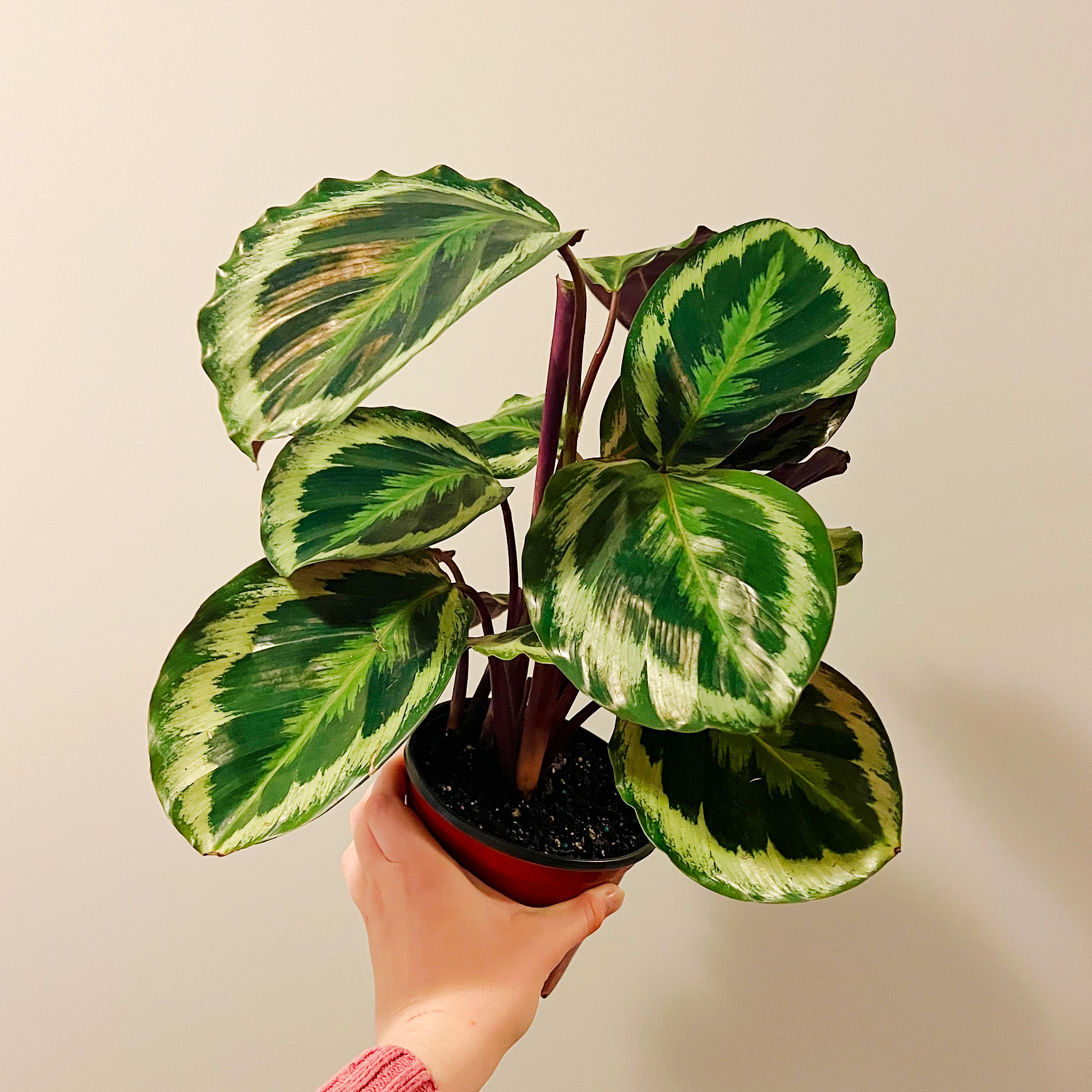 Calathea 'Medallion' plant with vibrant patterned leaves held by a hand.