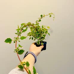 Swedish Ivy plant
