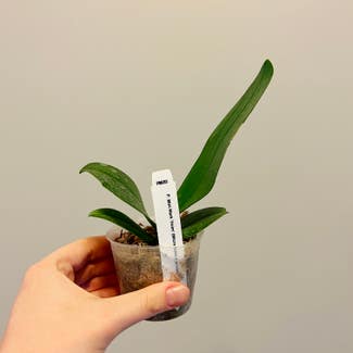 Mini Phalaenopsis Orchid plant in Chesterfield, Virginia