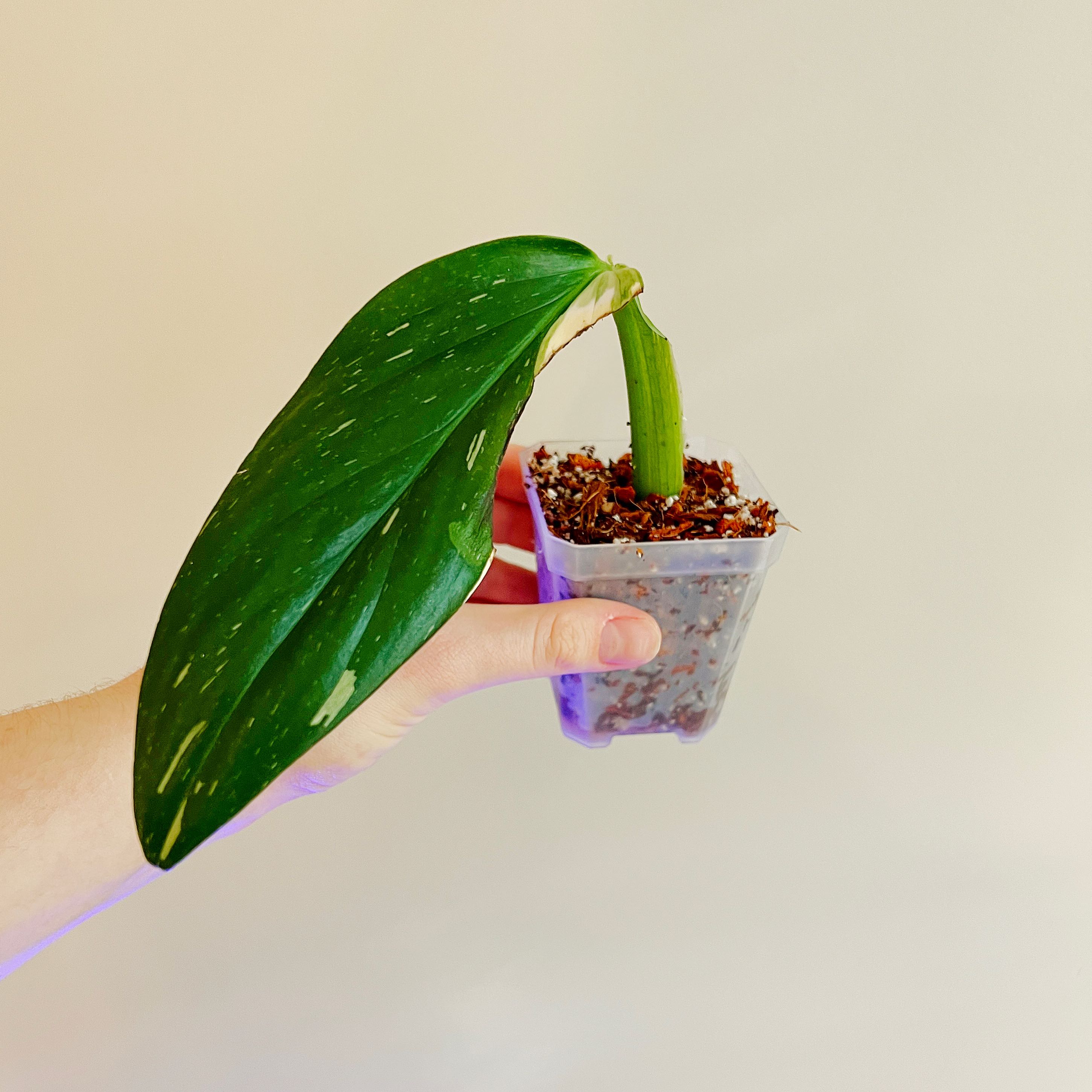 Monstera Cobra plant in a small transparent pot held by a hand.