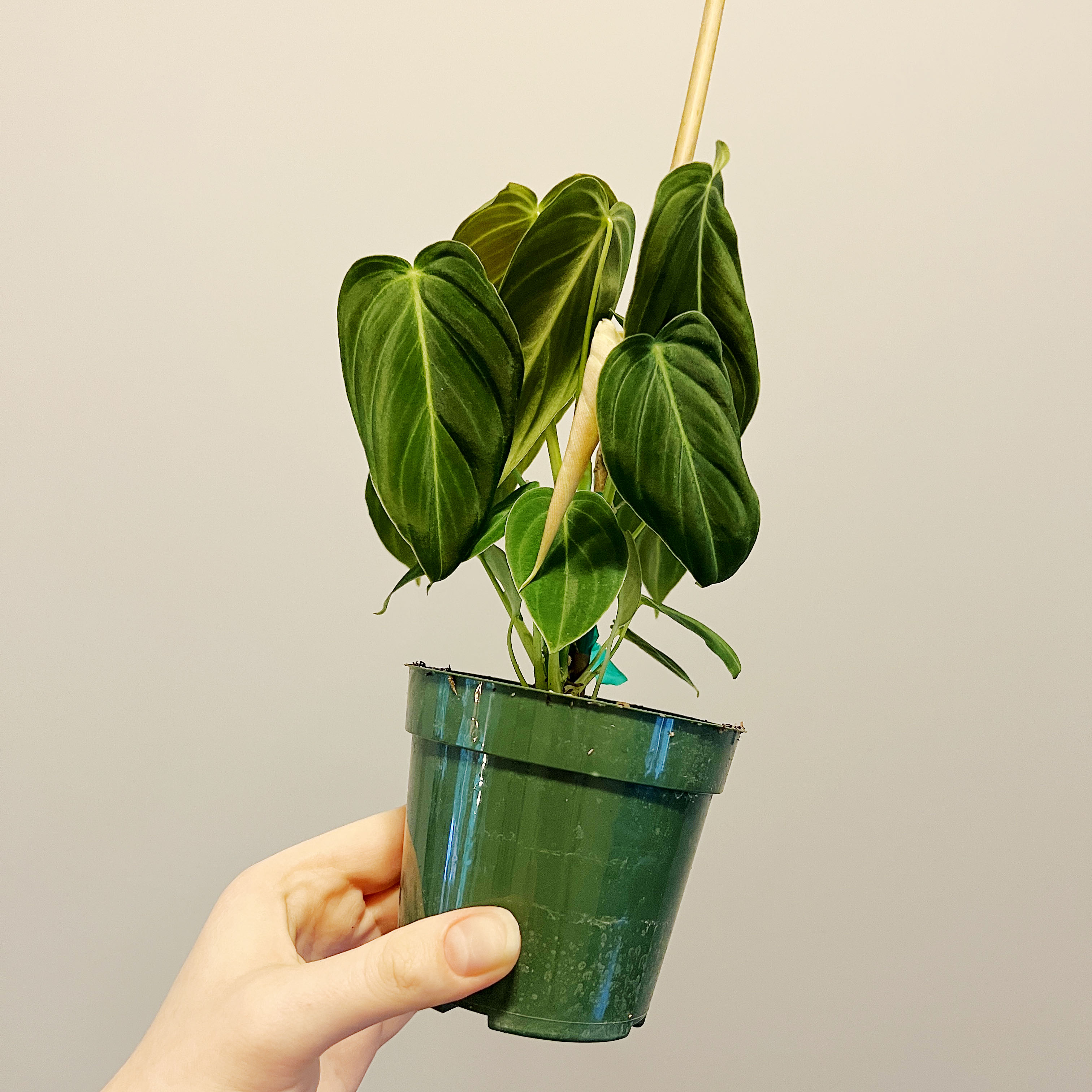 Black Gold Philodendron in a green pot held by a hand, with dark green leaves.