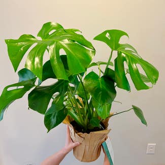 Monstera plant in Chesterfield, Virginia
