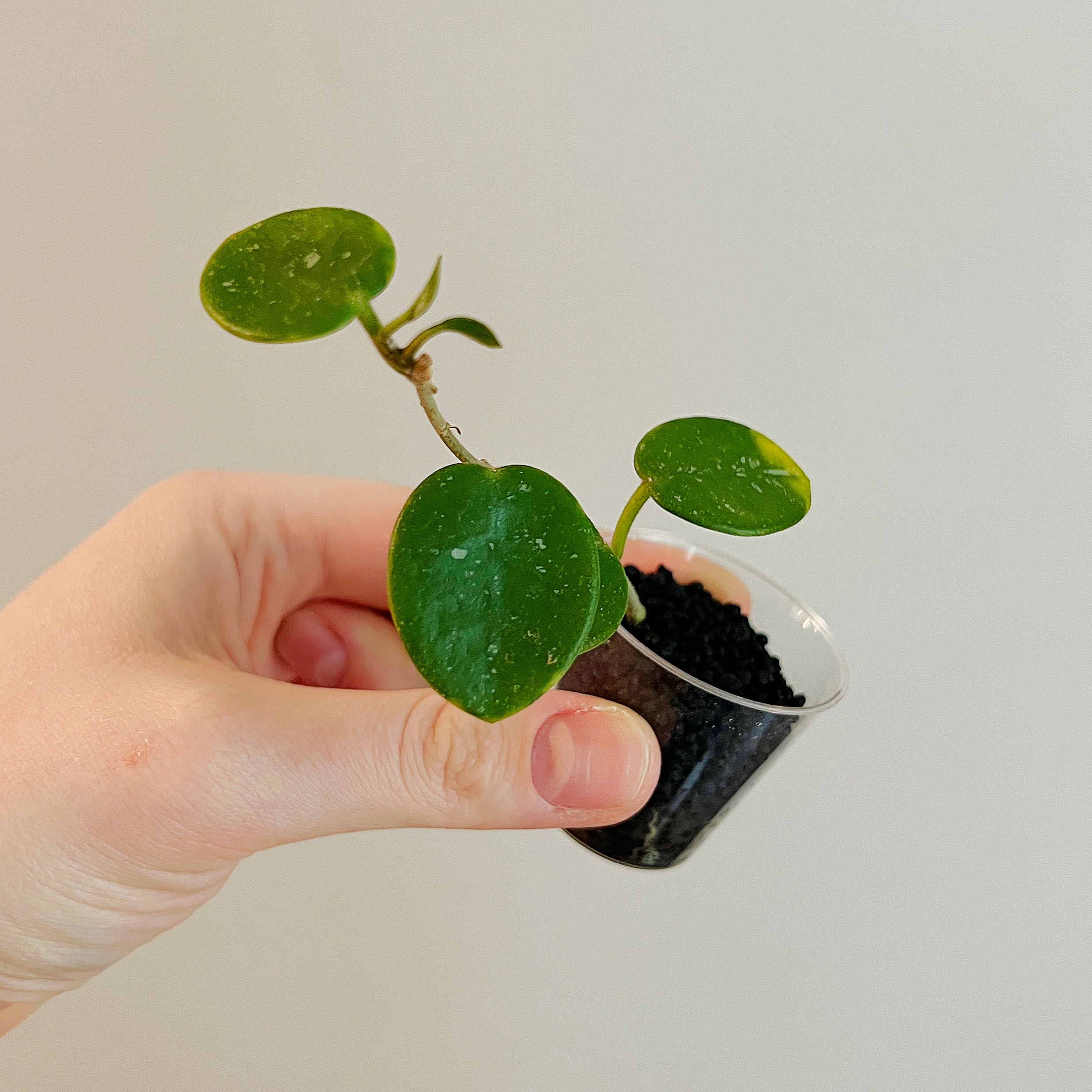 Hoya 'Mathilde' plant held by a hand, with green leaves and visible soil in a small container.