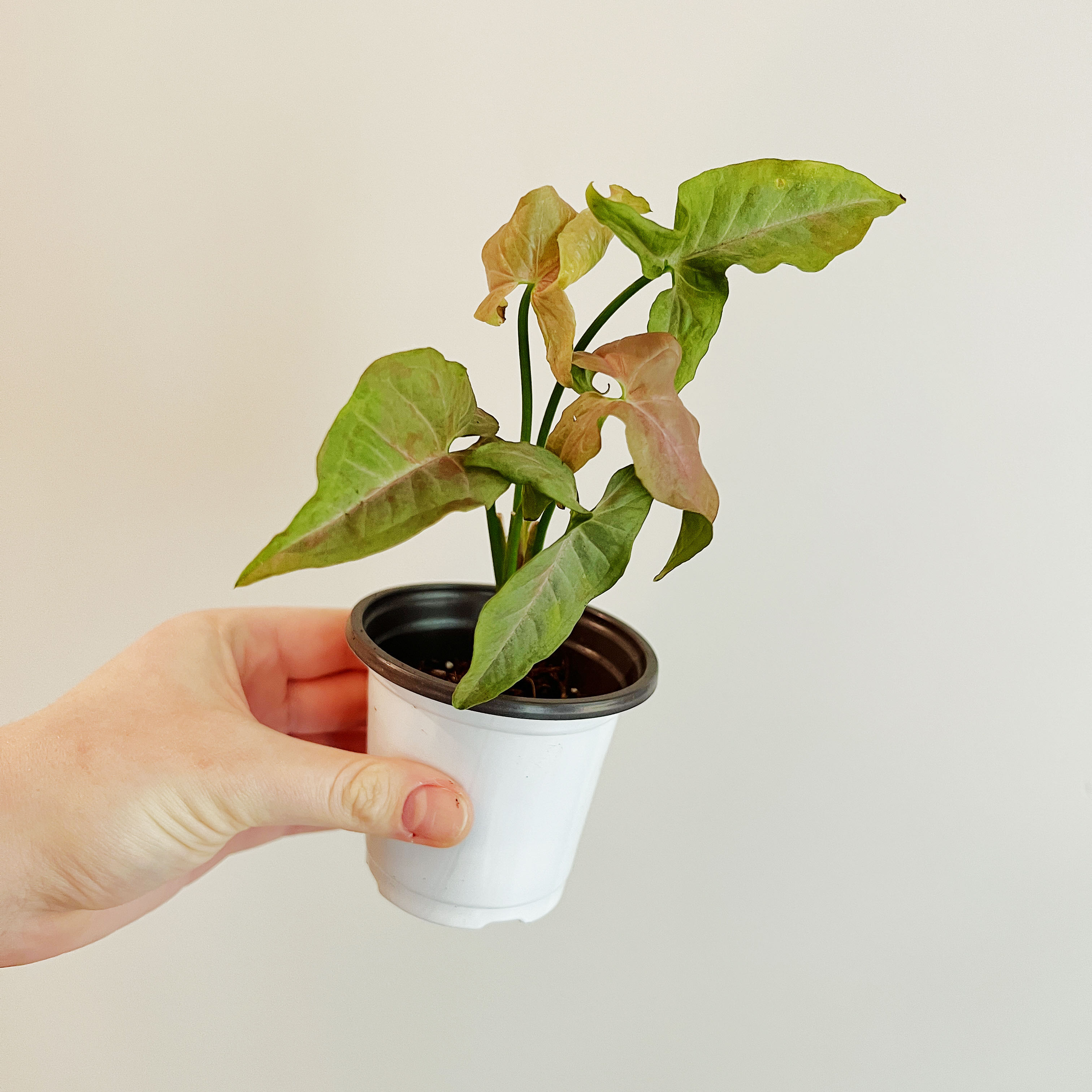Syngonium 'Pink Spot' plant in a small white pot held by a hand.