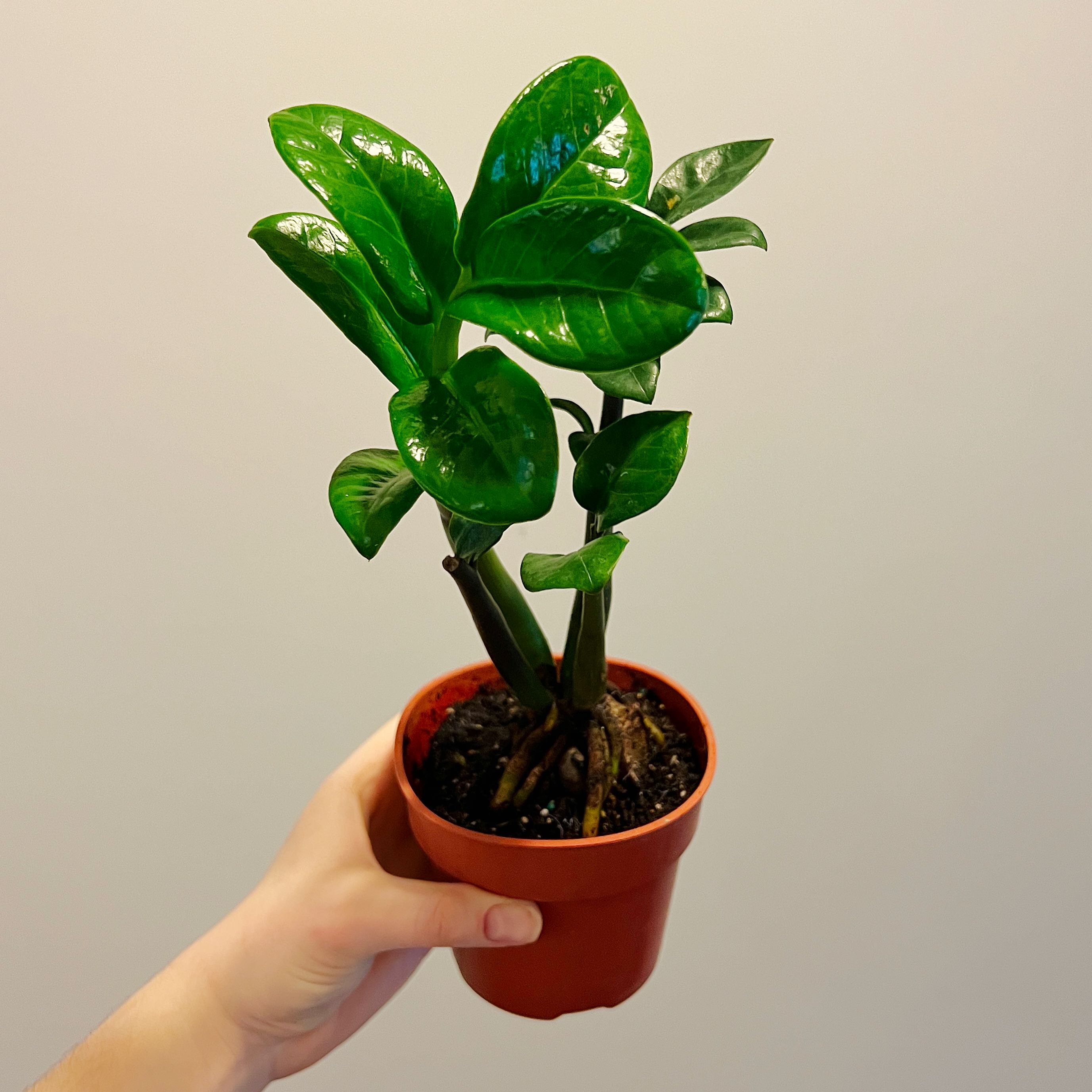 Healthy Dwarf ZZ plant in a small pot held by a hand.