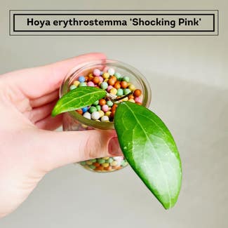 Hoya erythrostemma 'Shocking Pink' plant in Chesterfield, Virginia