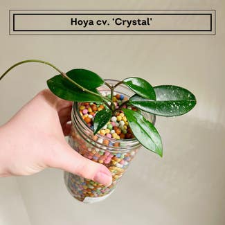 Hoya Crystal plant in Chesterfield, Virginia
