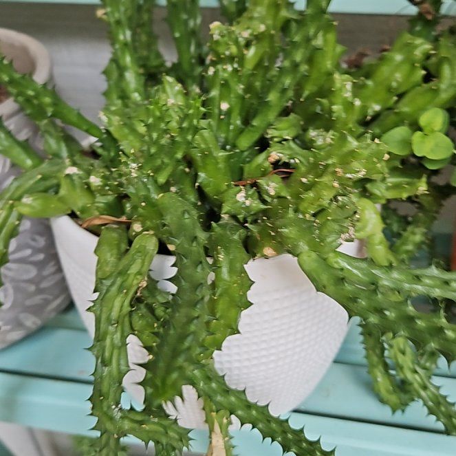 Photo of the plant species Holly-Leaved Naiad by @HighCosmo90 named Elina on Greg, the plant care app