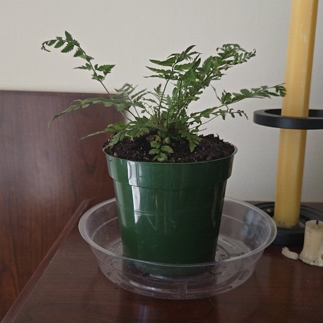 Photo of the plant species Rock Fern by @HypnoticPecan named Tom on Greg, the plant care app