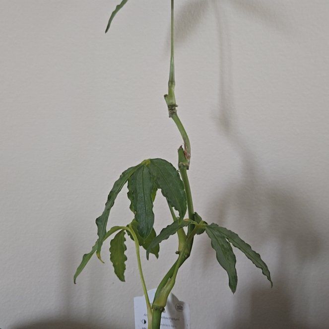 Photo of the plant species Anthurium polystichum by @HypnoticPecan named Anthurium on Greg, the plant care app