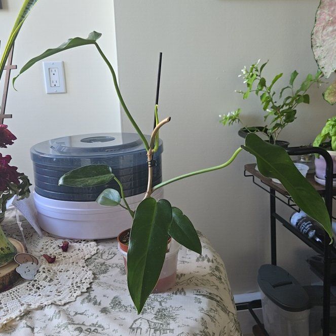 Photo of the plant species Jerry Horne Philodendron by @HypnoticPecan named Jerry on Greg, the plant care app