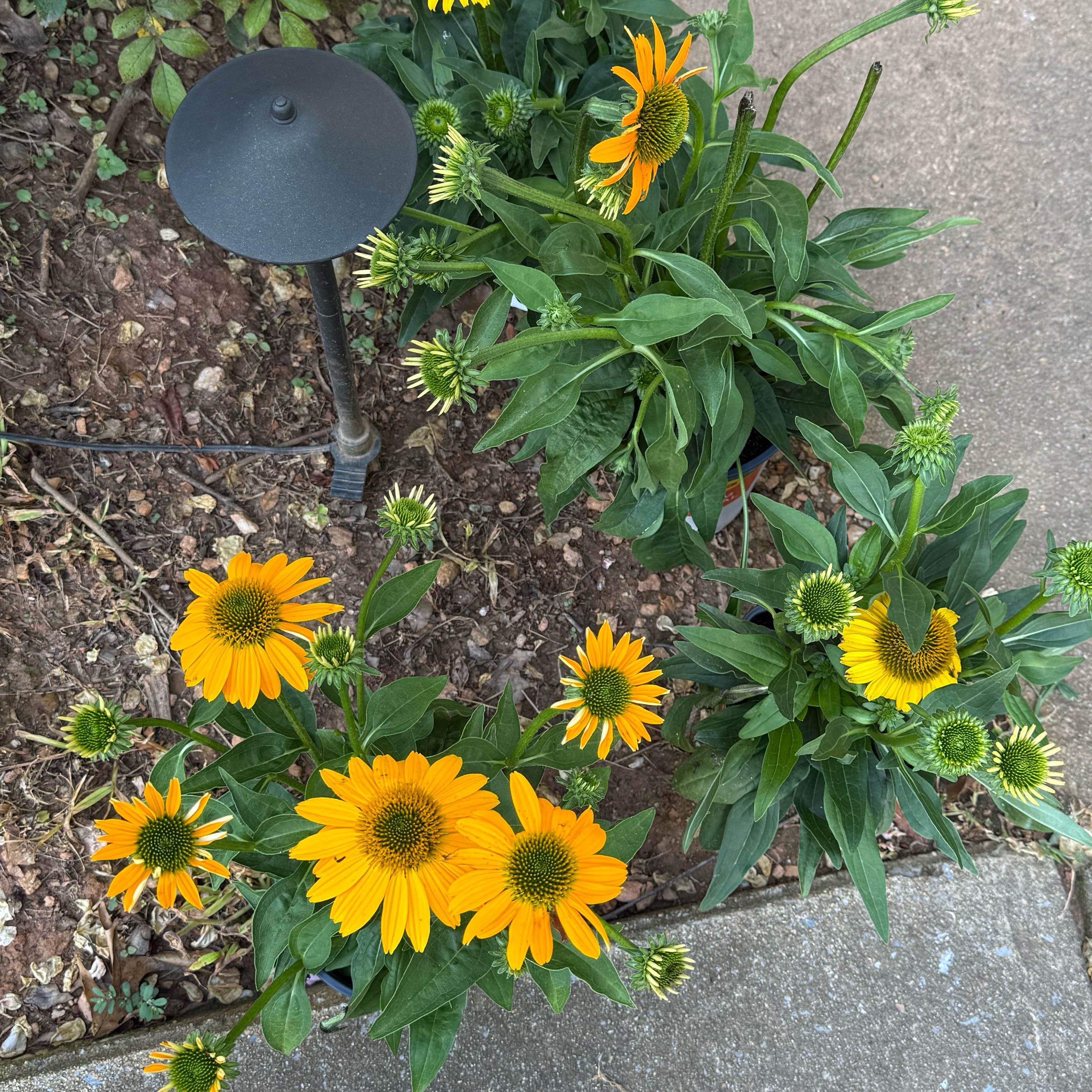 Photo of the plant species Coneflower by @Vanwiek named Naomi on Greg, the plant care app