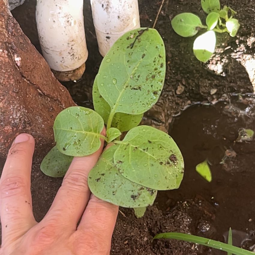 Photo of the plant species Beach Morning-Glory by @MercifulChards named Gobi on Greg, the plant care app