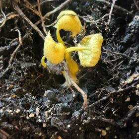 Photo of the plant species Western Skunk Cabbage by @MercifulChards named Sherlock on Greg, the plant care app
