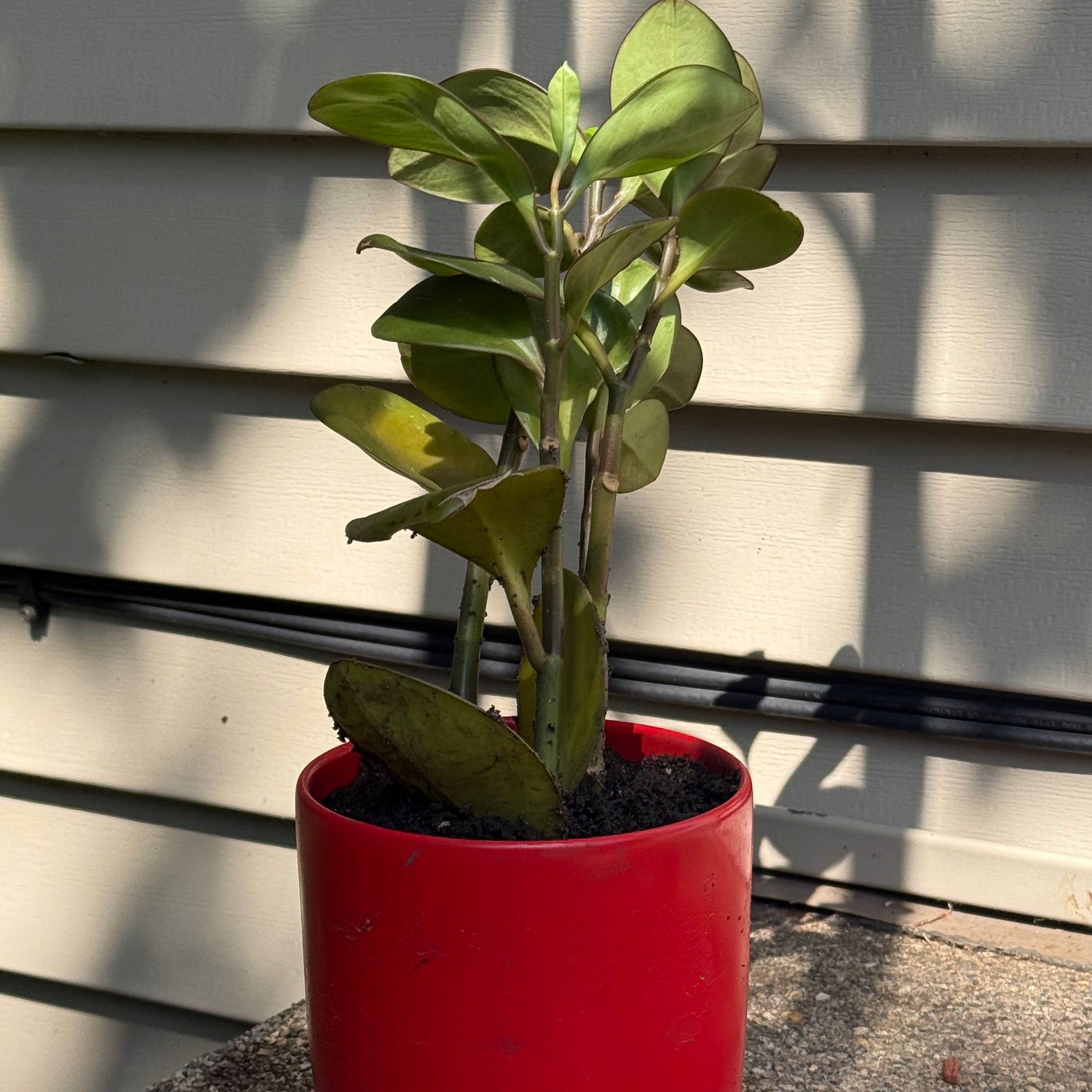 Photo of the plant species Baby Rubber Plant by @MirthfulSucc14 named Muhammad Ali on Greg, the plant care app