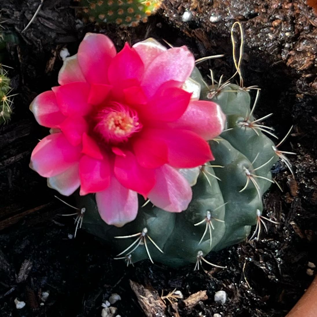 Photo of the plant species Elephant's Tooth by @MirthfulSucc14 named Bodhi on Greg, the plant care app