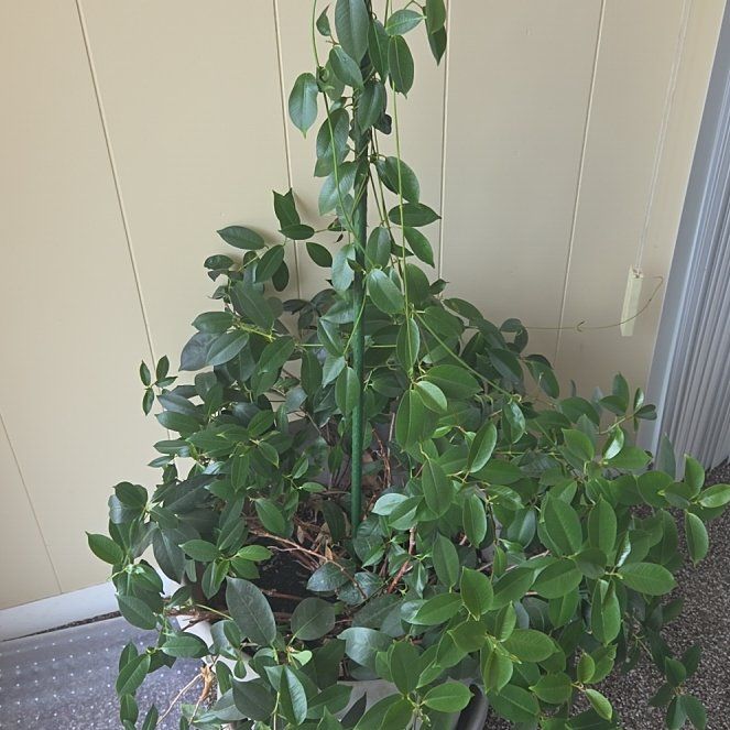 Photo of the plant species Madinia Coral Pink Mandevilla by @BigMaleberry64 named Surya on Greg, the plant care app