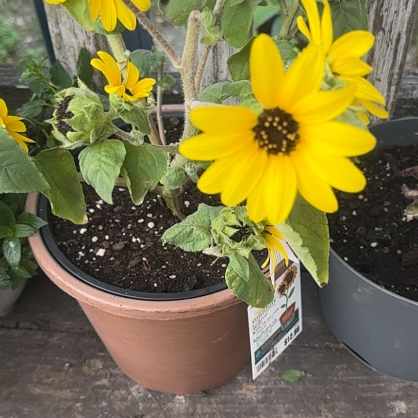 Photo of the plant species Sunfinity Sunflower by @CrispIvy38 named Queen on Greg, the plant care app