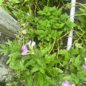 Photo of the plant species Glandularia 'Cadet Upright Violet Blue' by @CrispIvy38 named Naomi on Greg, the plant care app