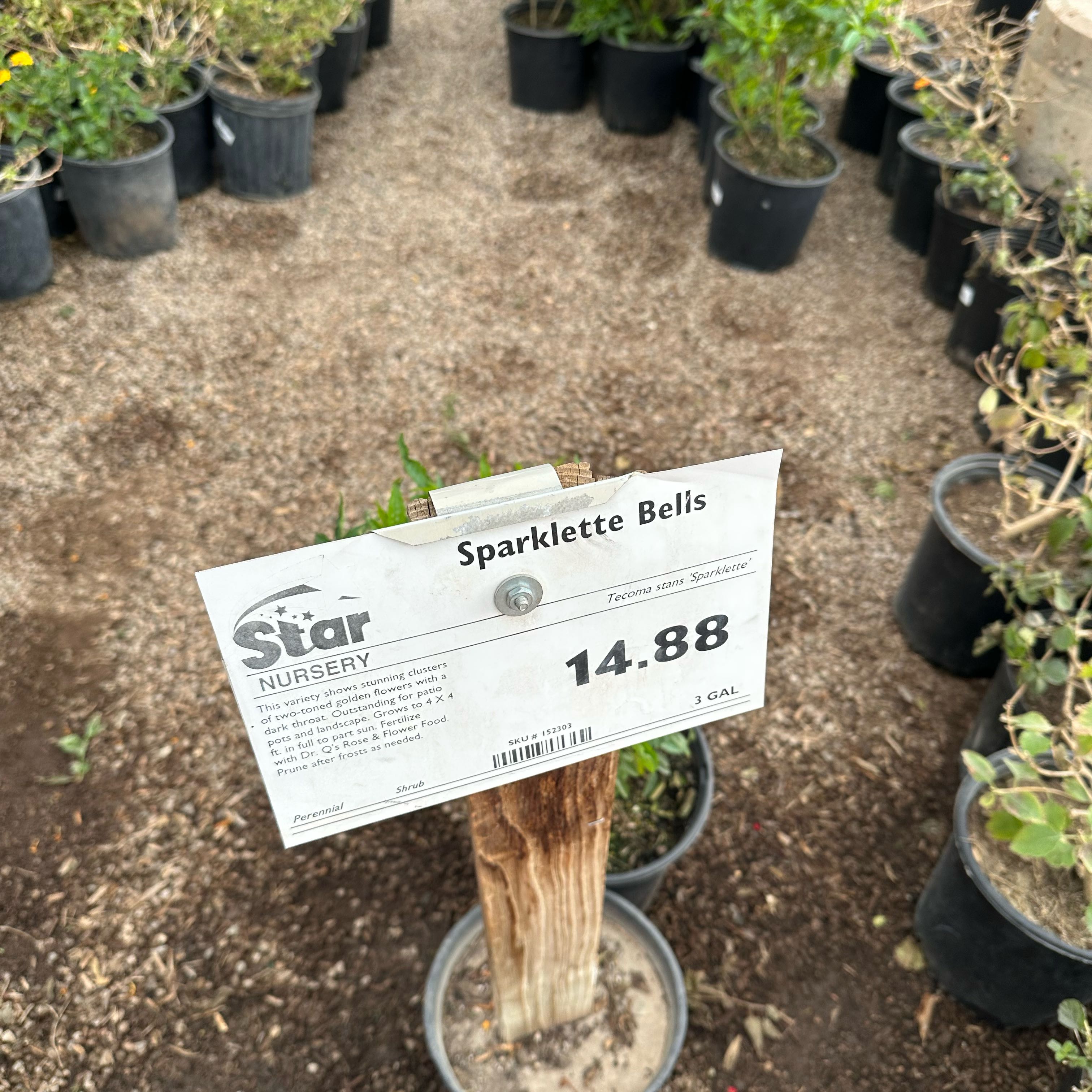 Photo of the plant species Sparklette Esperanza by @RadTamarind41 named Naomi on Greg, the plant care app