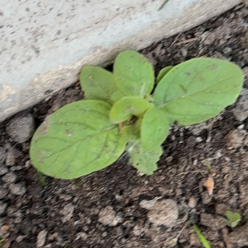 Photo of the plant species Purple Amaranth by @WiseHoupara74 named Denali on Greg, the plant care app