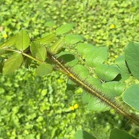 Photo of the plant species Bristly Locust by @WiseHoupara74 named Tupot amaroot on Greg, the plant care app