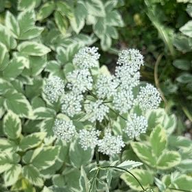 Photo of the plant species Bishop's Goutweed by @WiseHoupara74 named Scarlett on Greg, the plant care app