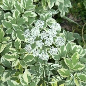 Photo of the plant species Bishop's Goutweed by @WiseHoupara74 named Prince on Greg, the plant care app