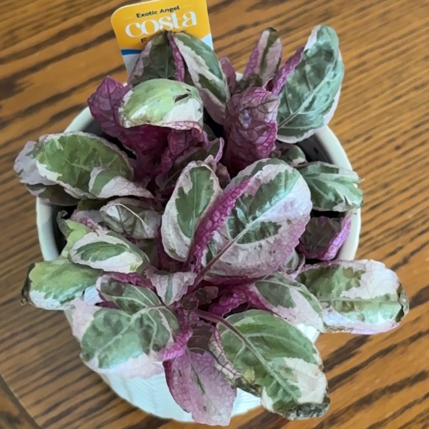 Photo of the plant species Snow White Waffle Plant by @cckorink named ChloroPhil on Greg, the plant care app