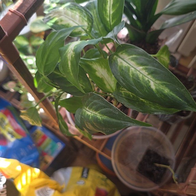 Photo of the plant species Dumbcane 'Delilah' by @rae9597 named Sage on Greg, the plant care app