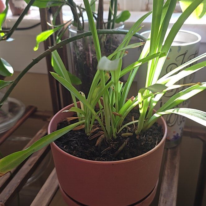Photo of the plant species Cape Spider Plant by @rae9597 named Sanders on Greg, the plant care app