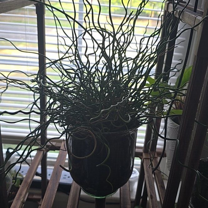 Plant care for Knotted Rush on Greg, the plant care app