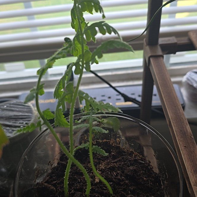 Photo of the plant species Oriental Ostrich Fern by @rae9597 named Curie on Greg, the plant care app