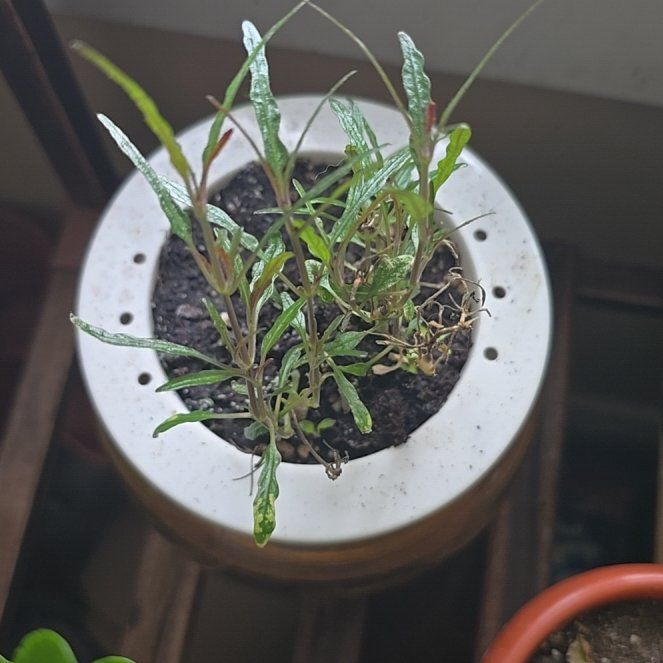 Photo of the plant species Dragon's Tongue by @rae9597 named Surya on Greg, the plant care app