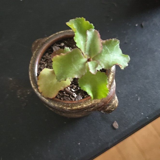 Photo of the plant species Kalanchoe sexangularis by @rae9597 named Sherlock on Greg, the plant care app