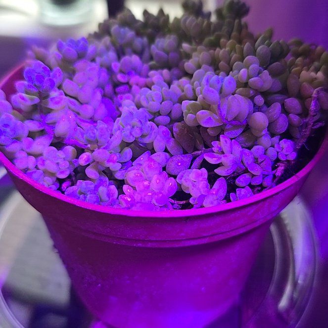 Photo of the plant species Corsican Stonecrop by @rae9597 named Baesil on Greg, the plant care app