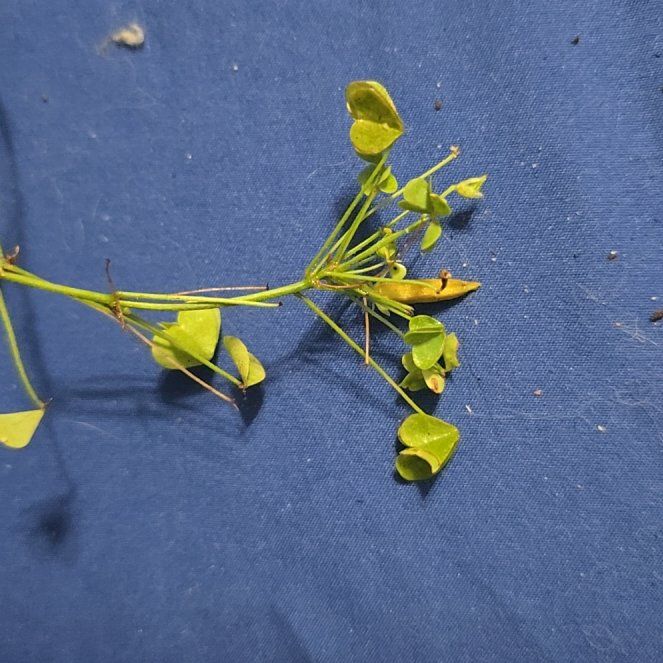 Photo of the plant species Indian Lettuce by @rae9597 named Michelle Branch on Greg, the plant care app