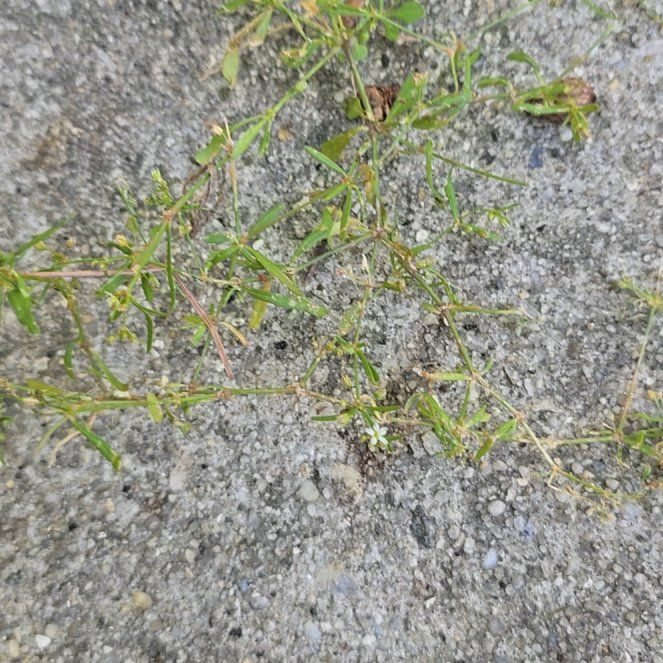 Photo of the plant species Indian Chickweed by @rae9597 named Rihanna on Greg, the plant care app