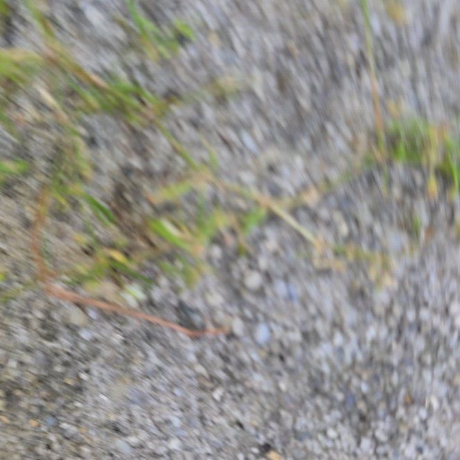 Plant care for Strapwort on Greg, the plant care app