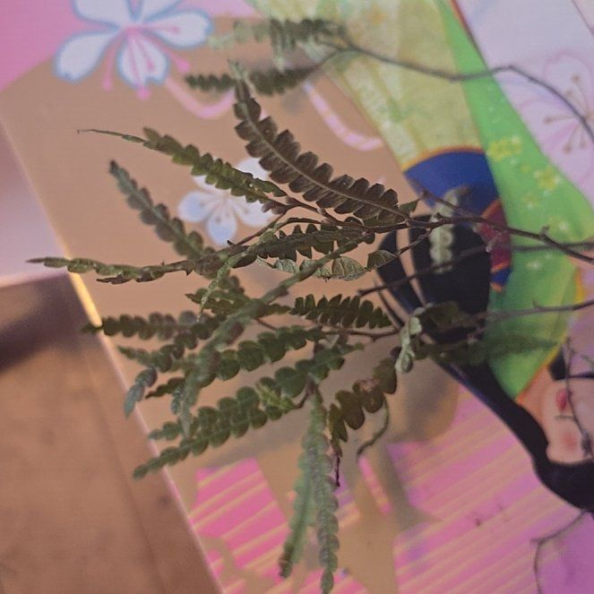 Plant care for Bayberry on Greg, the plant care app