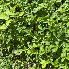 Photo of the plant species Mock Strawberry by @UrbaneLovage76 named Beckham on Greg, the plant care app