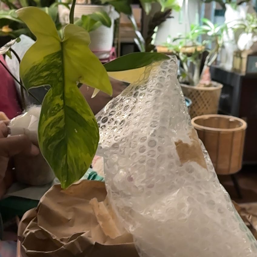 Photo of the plant species Philodendron 'Florida Beauty' by @KnowableChia44 named Beckham on Greg, the plant care app