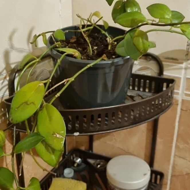 Photo of the plant species Red Lipstick Plant by @AbleCobnut63 named Delilah on Greg, the plant care app